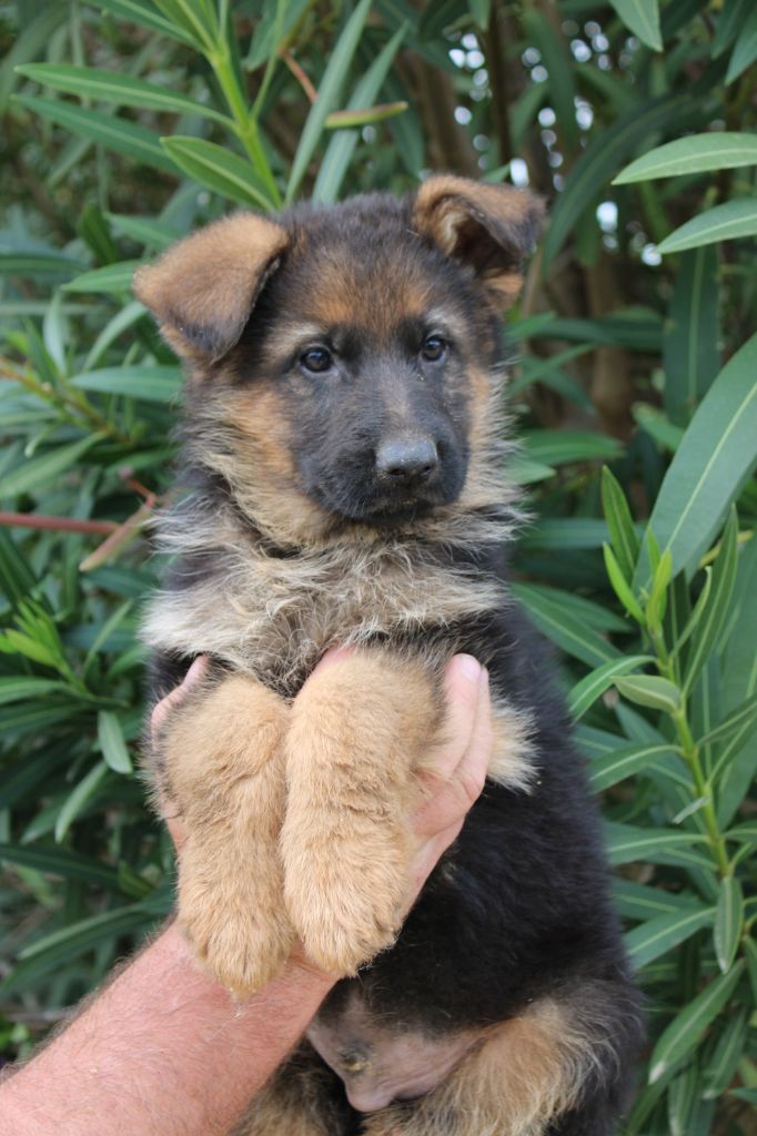 CHIOTS BERGER ALLEMAND